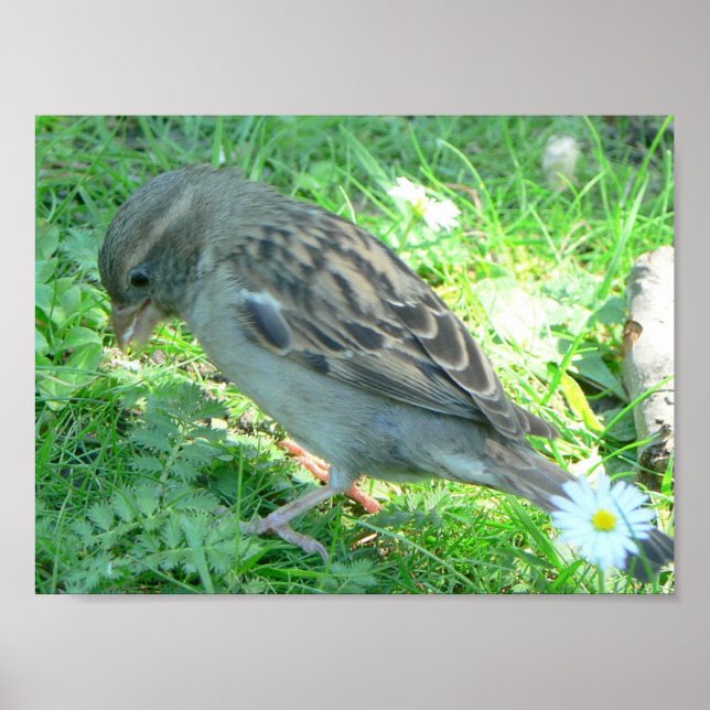 Sparrow bird poster (Front)