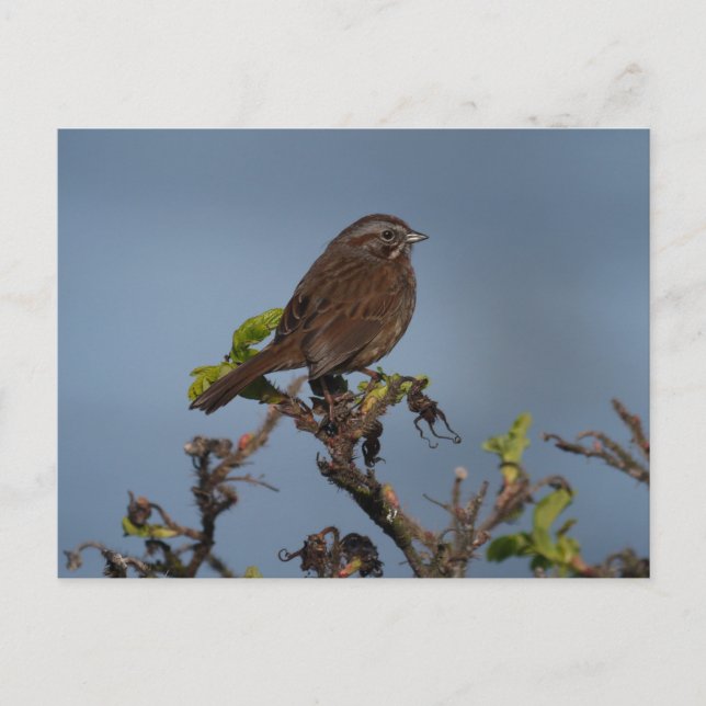 Sparrow Blue Sky Postcard (Front)