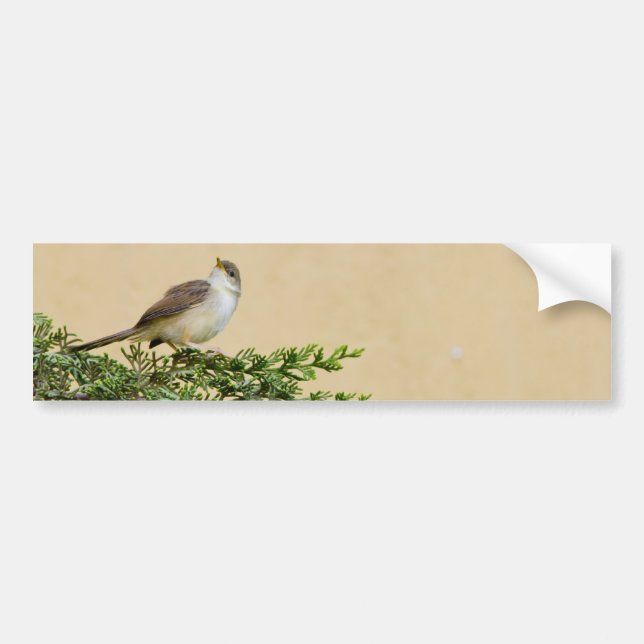 Sparrow Bumper Sticker (Front)