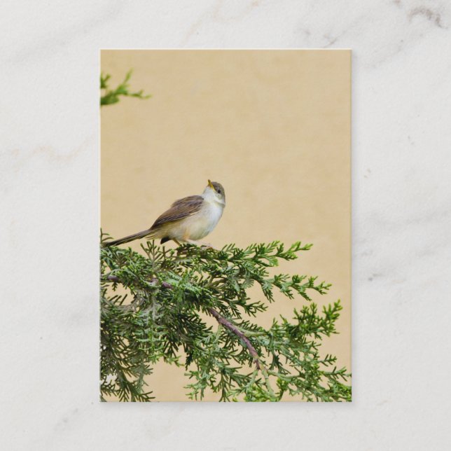 Sparrow Business Card (Front)