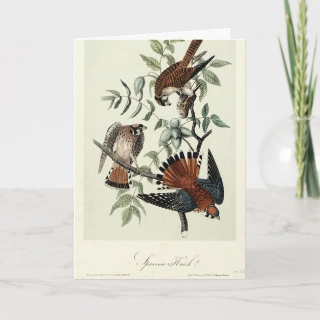 Sparrow hawks holiday card (Front)
