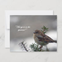 Sparrow, His eye is on the Sparrow!