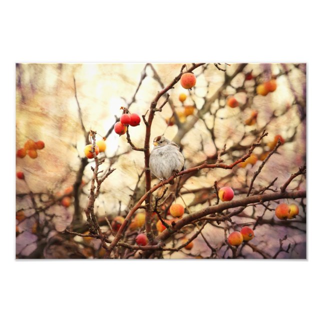 Sparrow in a Crab Apple Tree Photo Print (Front)