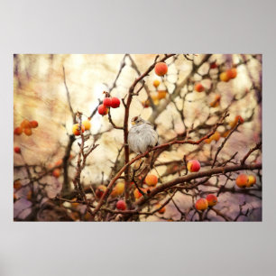 Sparrow in a Crab Apple Tree Poster