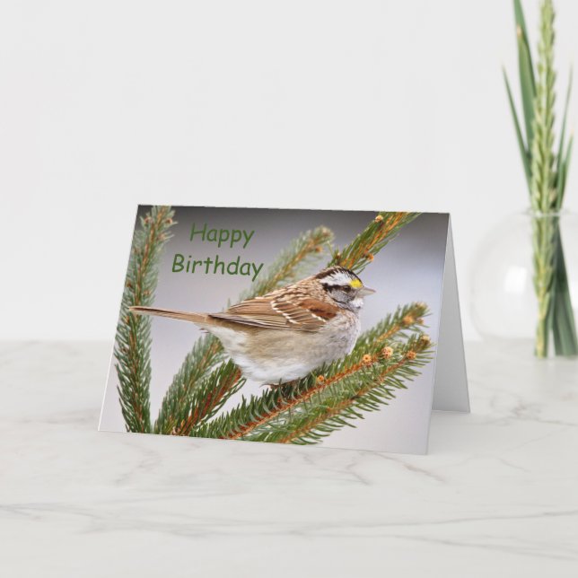 Sparrow in a pine tree card (Front)