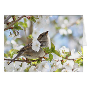 Sparrow in cherry blossoms