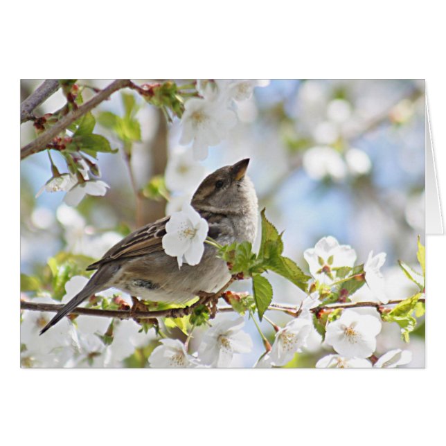 Sparrow in cherry blossoms (Front Horizontal)