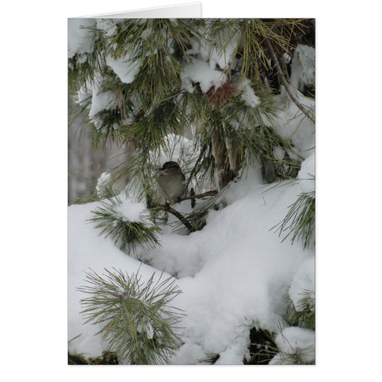 Sparrow In Snowy Evergreen Card