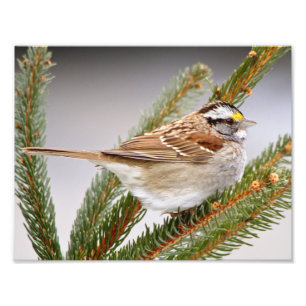 Sparrow in Winter Photo Print