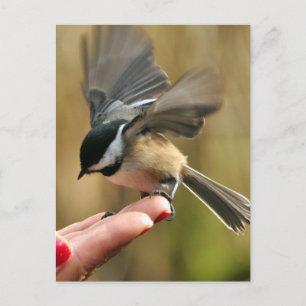 Sparrow is landing on my wife's hand Postcard