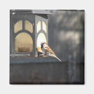 Sparrow magnet