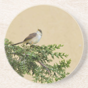 Sparrow on a tree branch coaster