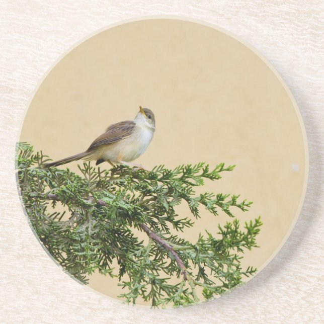 Sparrow on a tree branch coaster (Front)