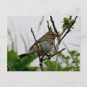 Sparrow on a Twig, Unalaska Island Postcard