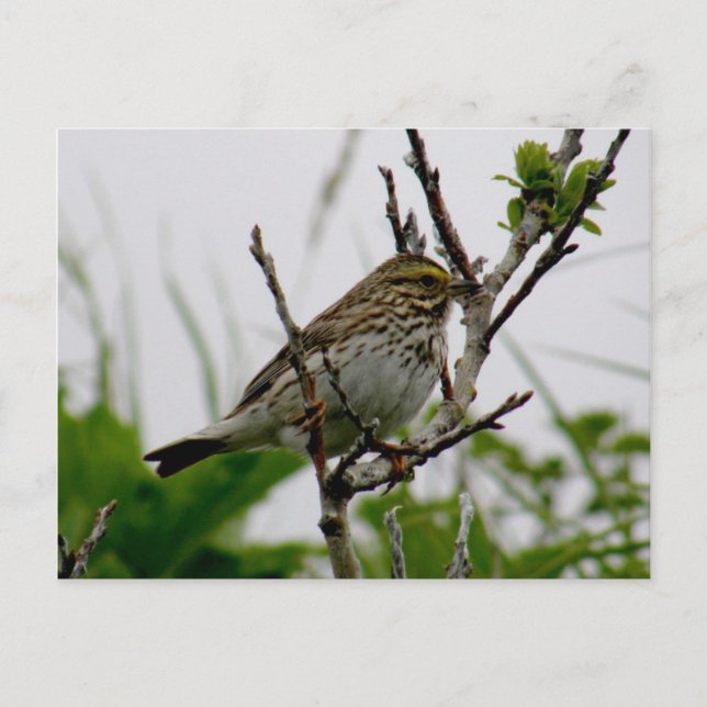 Sparrow on a Twig, Unalaska Island Postcard (Front)