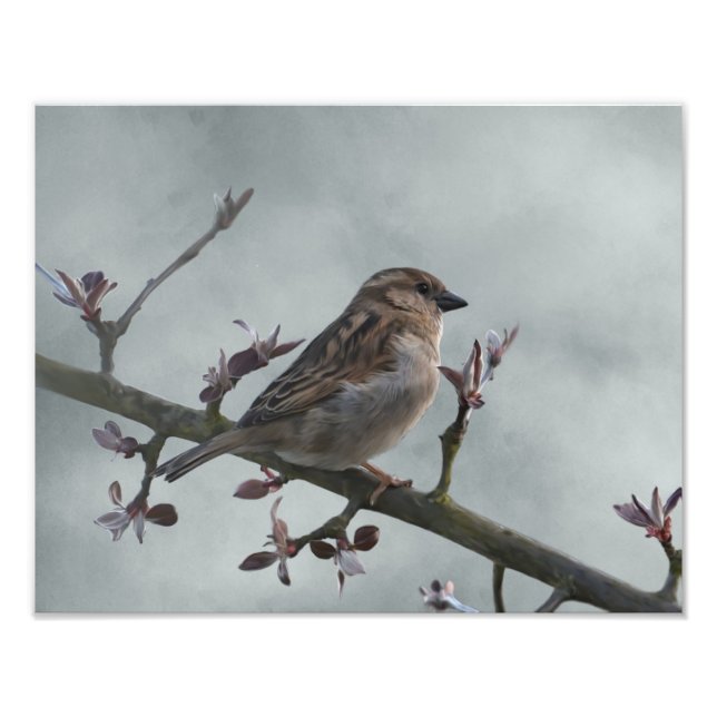 Sparrow on Branch Photo Print (Front)
