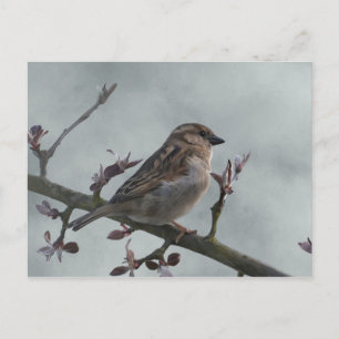 Sparrow on Branch Postcard