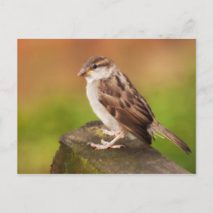 Sparrow on the Fence Postcard