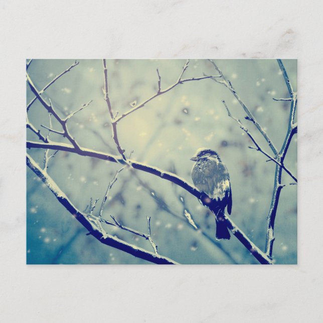 Sparrow on the snowy branch postcard (Front)