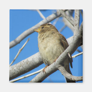 Sparrow on the tree magnet