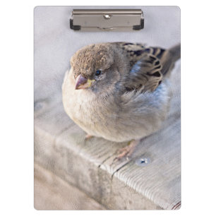 Sparrow - Overweight Clipboard