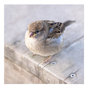 Sparrow - Overweight Photo Print