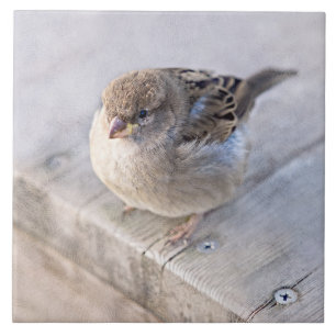 Sparrow - Overweight Tile