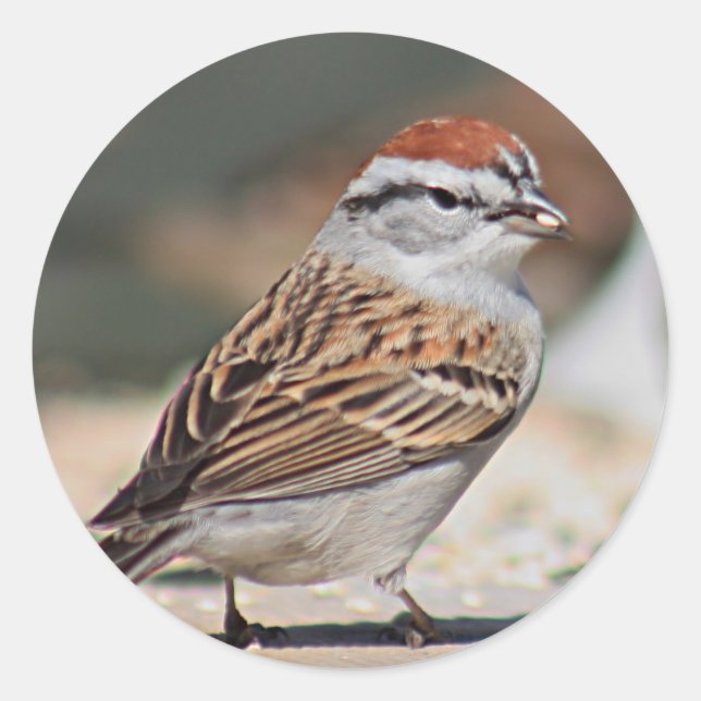 Sparrow photo classic round sticker (Front)