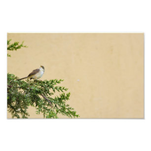 Sparrow Photo Print