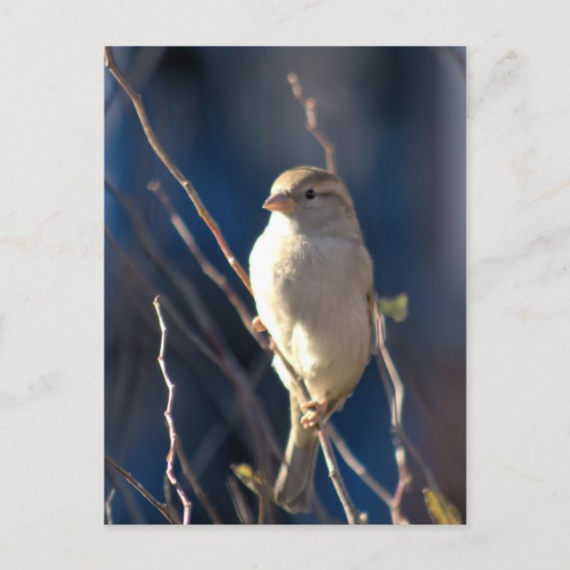Sparrow Postcard (Front)