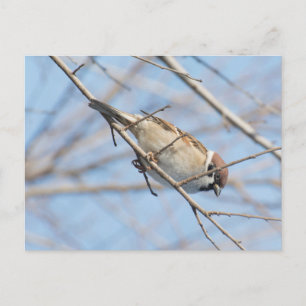Sparrow Postcard