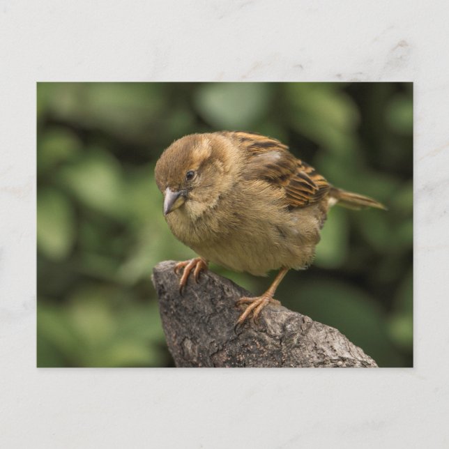 Sparrow Postcard (Front)