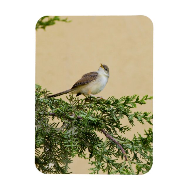 Sparrow Postcard Magnet (Vertical)