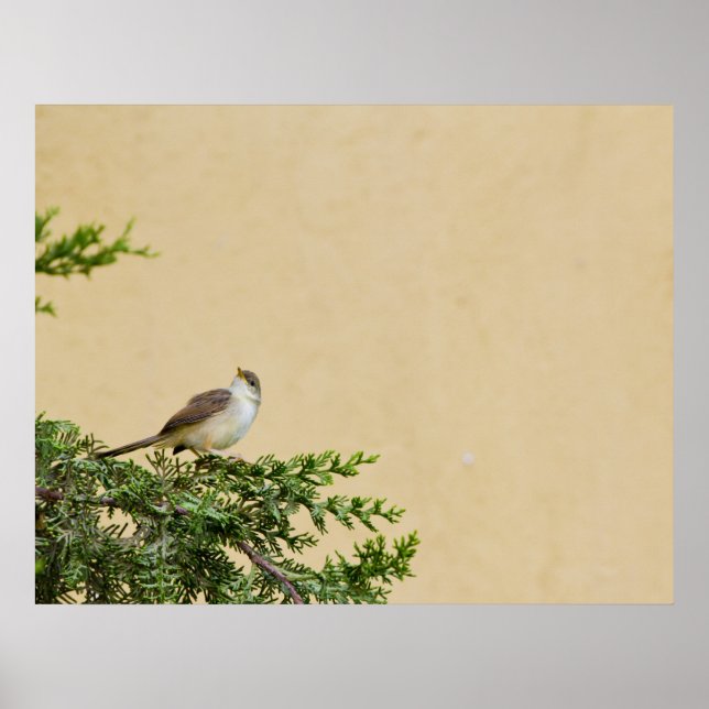 Sparrow Poster (Front)