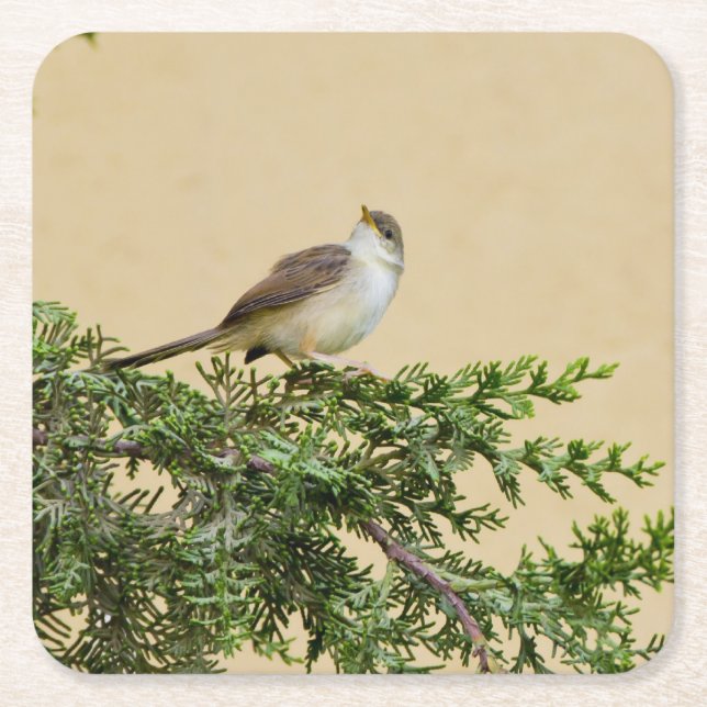 Sparrow  square paper coaster (Front)