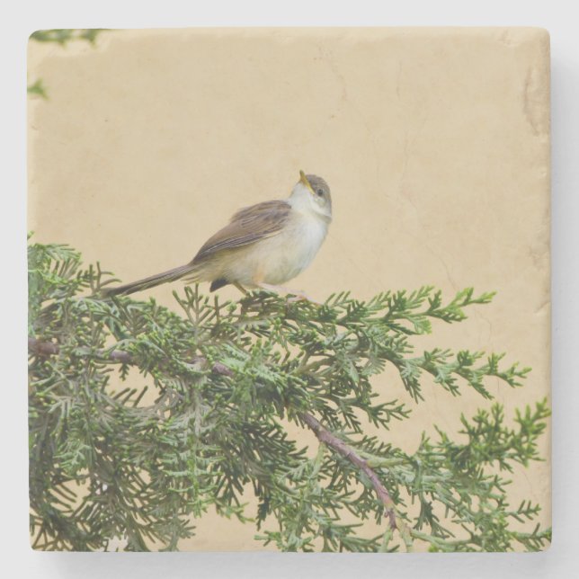 Sparrow  stone coaster (Front)