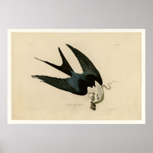 Sparrow tailed Hawk Poster