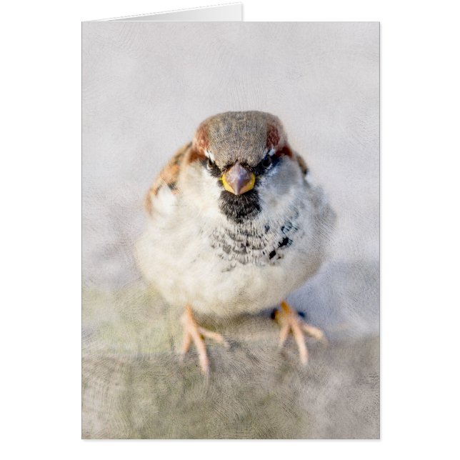 Sparrow - The Warrior (Front)