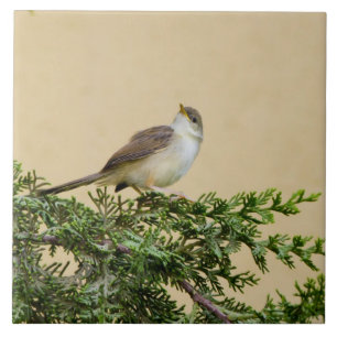 Sparrow tile