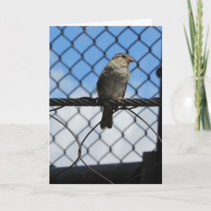"Sparrow Upon Wire" Birthday Card