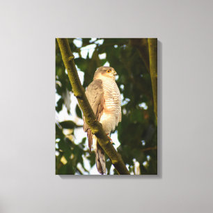 Sparrowhawk  canvas print