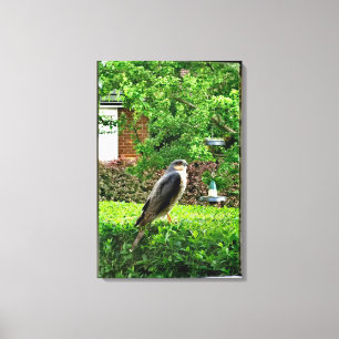 Sparrowhawk In My Garden Canvas Print