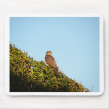 Sparrowhawk