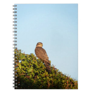 Sparrowhawk Notebook
