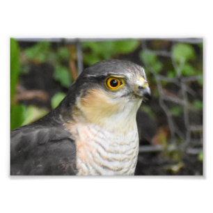 Sparrowhawk  photo print
