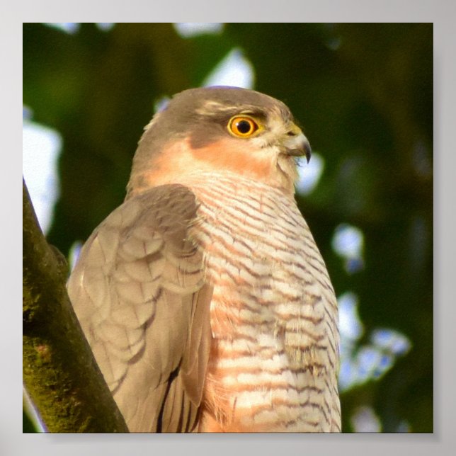 Sparrowhawk  poster (Front)