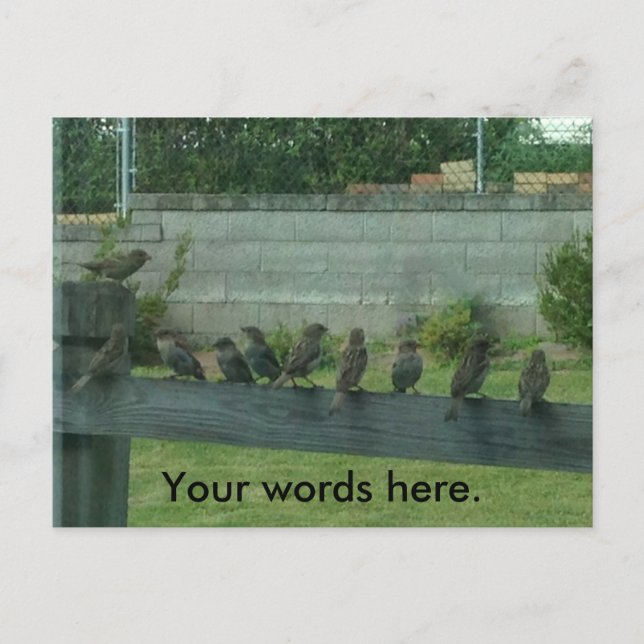 Sparrows Birds on a Rail Your Words Postcards (Front)