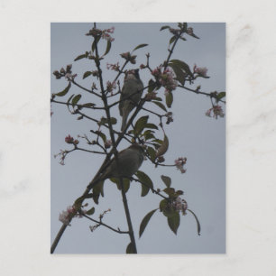 Sparrows in Tree with Autumn Flowers DIY Postcard