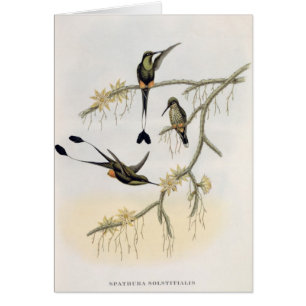 Spathura Solstitialis