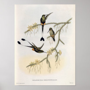 Spathura Solstitialis Poster